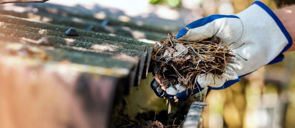 Pine Needle Gutter Cleaning in Yuba City